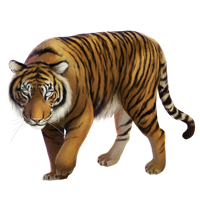 Tiger PNG-23225